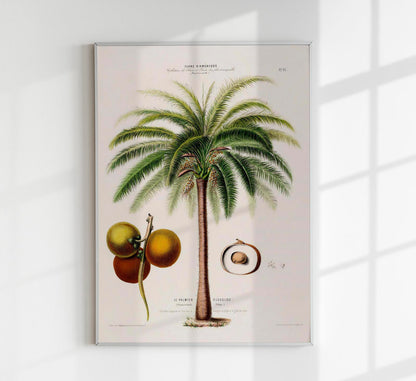 Le Palmier Glouglou Botanical Poster