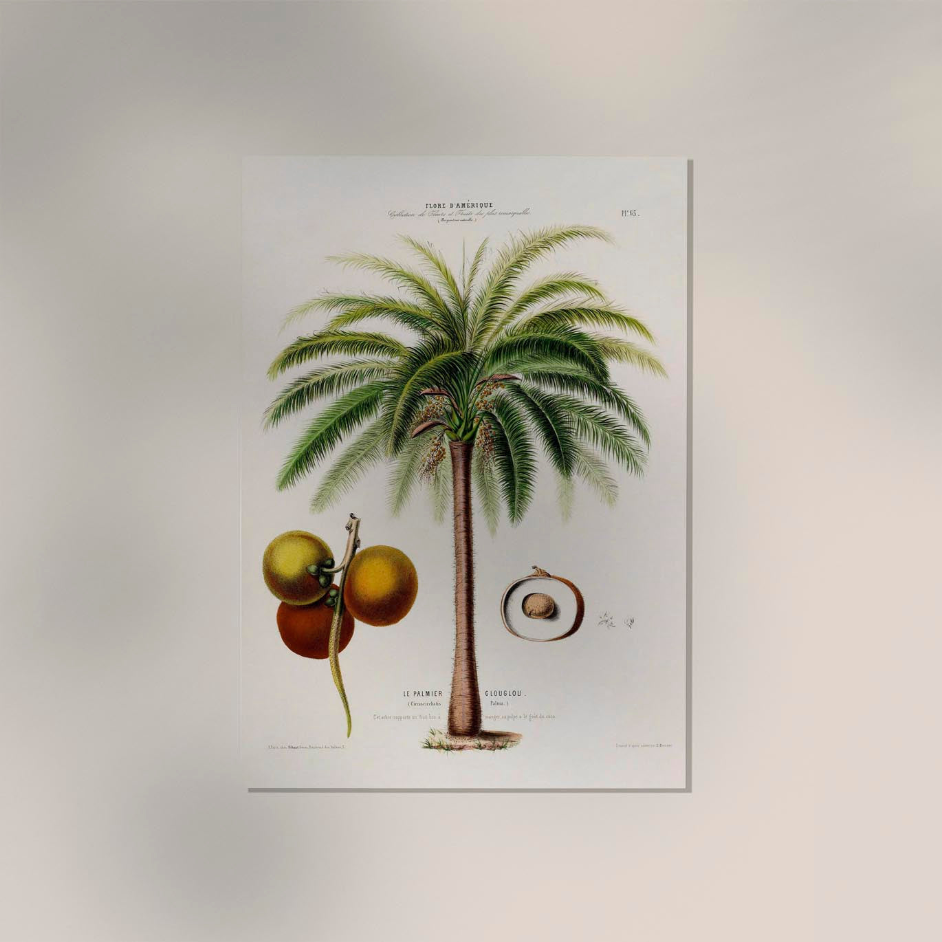 Le Palmier Glouglou Botanical Poster