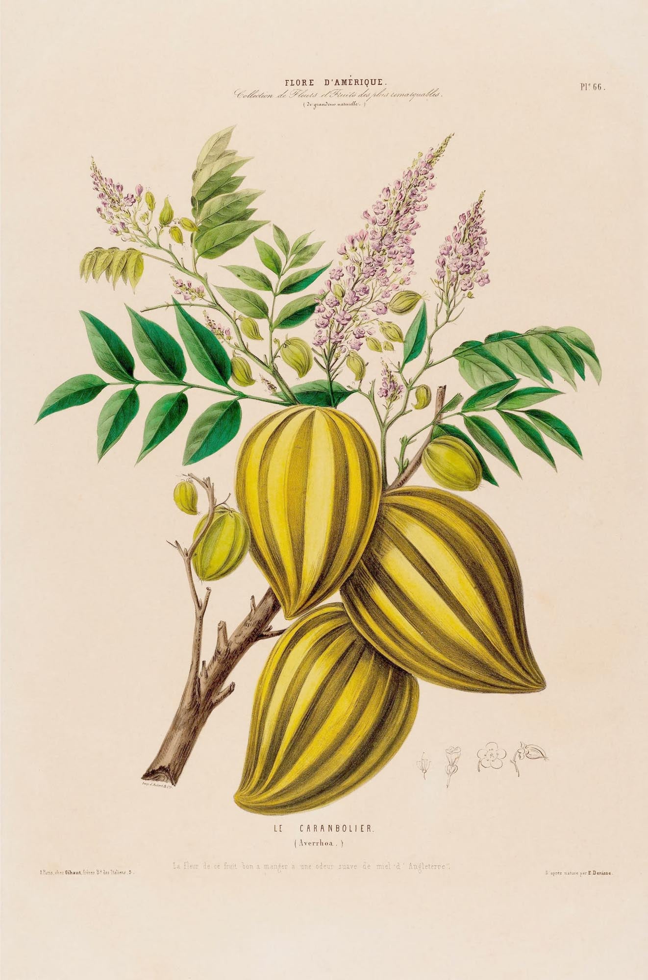 Le Caranbolier Botanical Poster