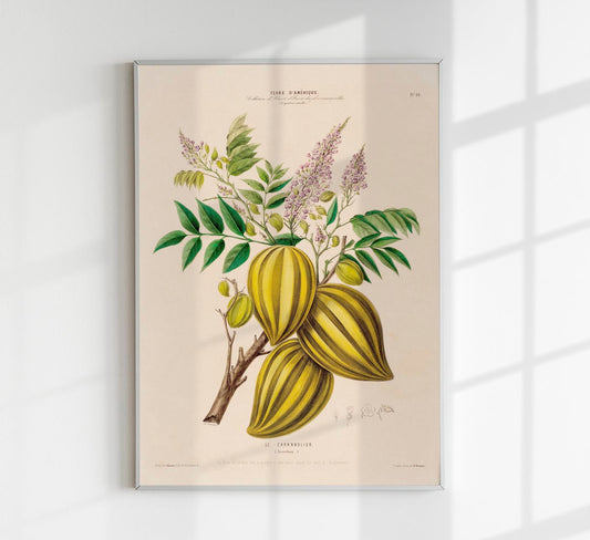 Le Caranbolier Botanical Poster