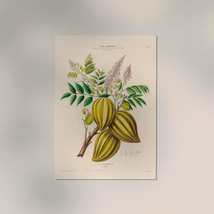 Le Caranbolier Botanical Poster