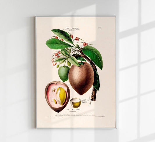 Le Sapotier Botanical Poster