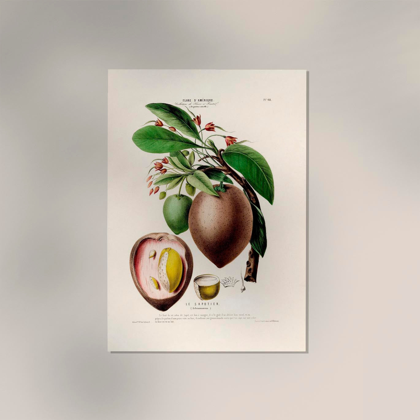 Le Sapotier Botanical Poster