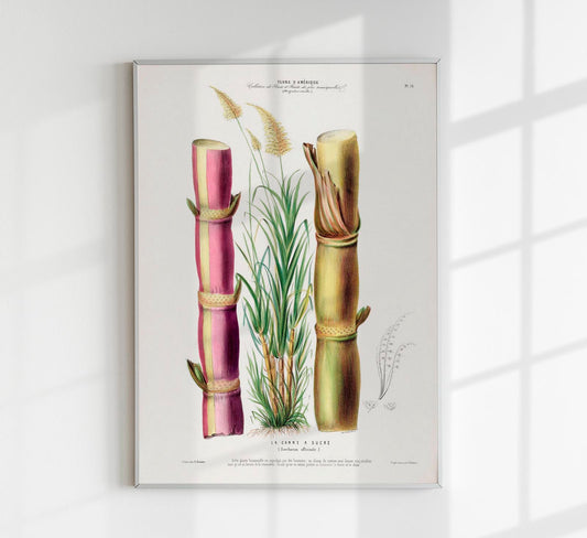 La Canne Botanical Poster