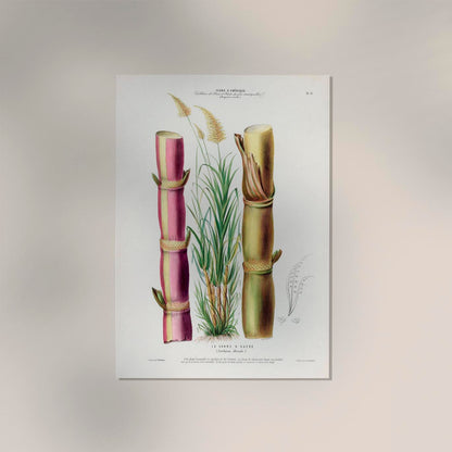 La Canne Botanical Poster