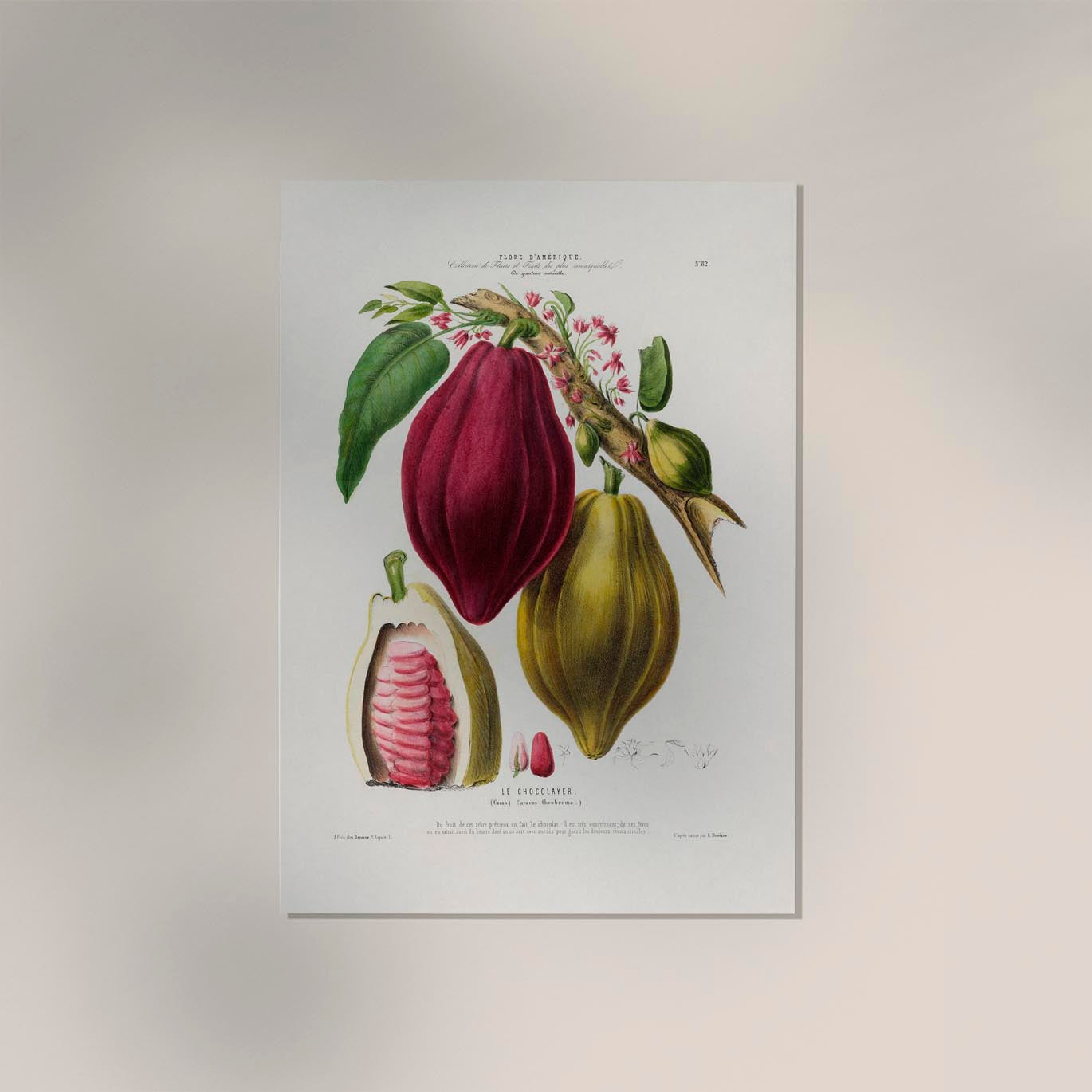 Le Chocolayer Botanical Poster