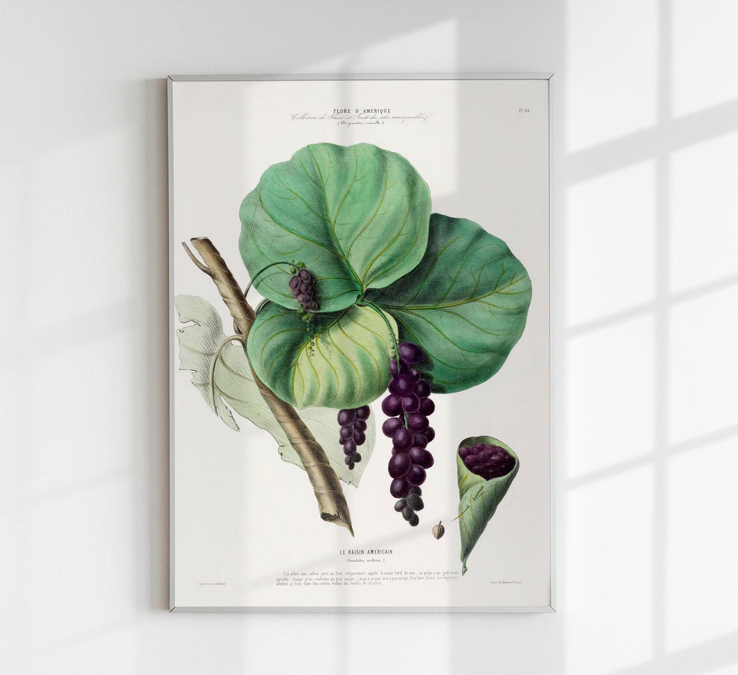 Le Raisin Botanical Poster