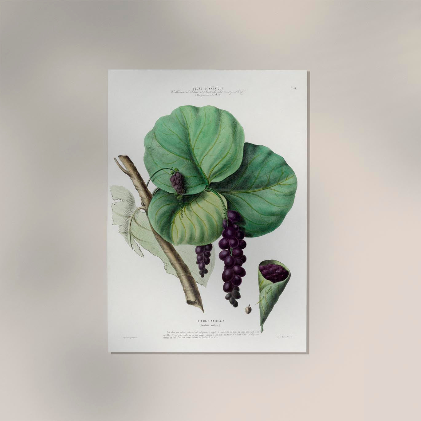 Le Raisin Botanical Poster