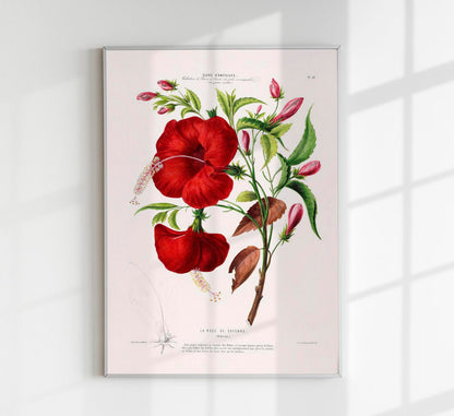 La Rose de Cayenne Botanical Poster