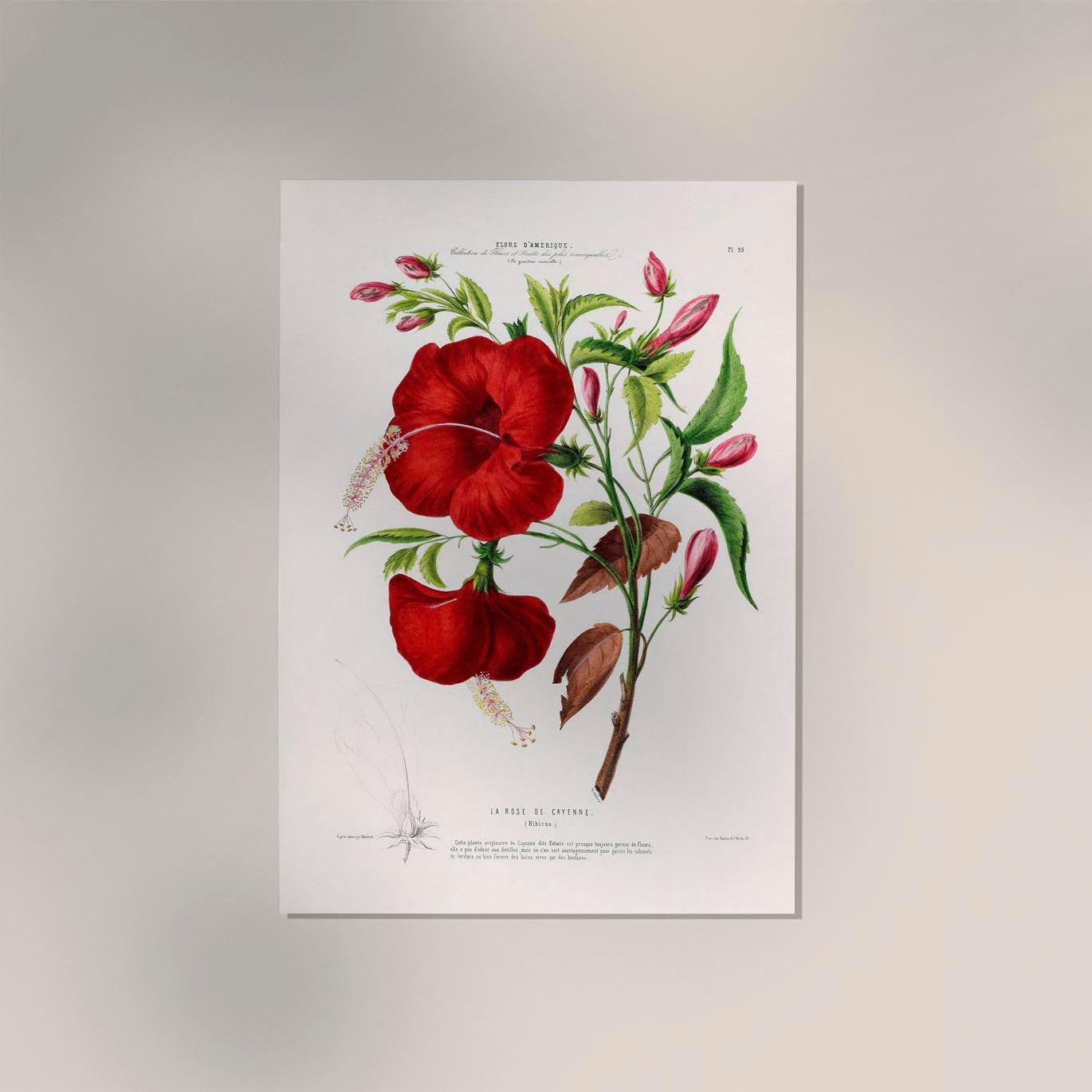 La Rose de Cayenne Botanical Poster