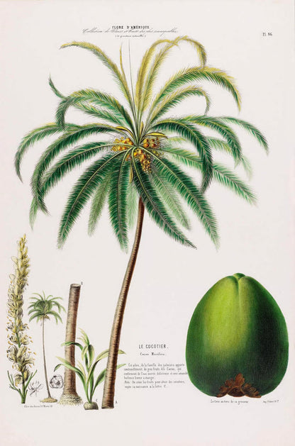 Le Cocotier Botanical Poster