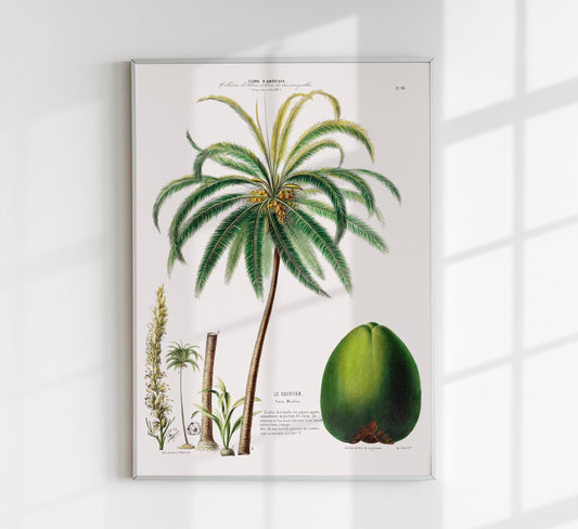 Le Cocotier Botanical Poster