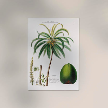 Le Cocotier Botanical Poster