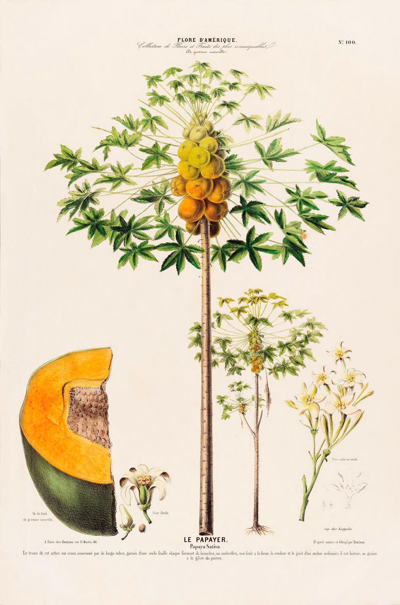 Le Papayer Botanical Poster