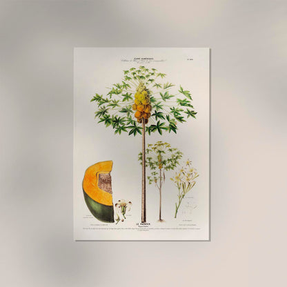 Le Papayer Botanical Poster