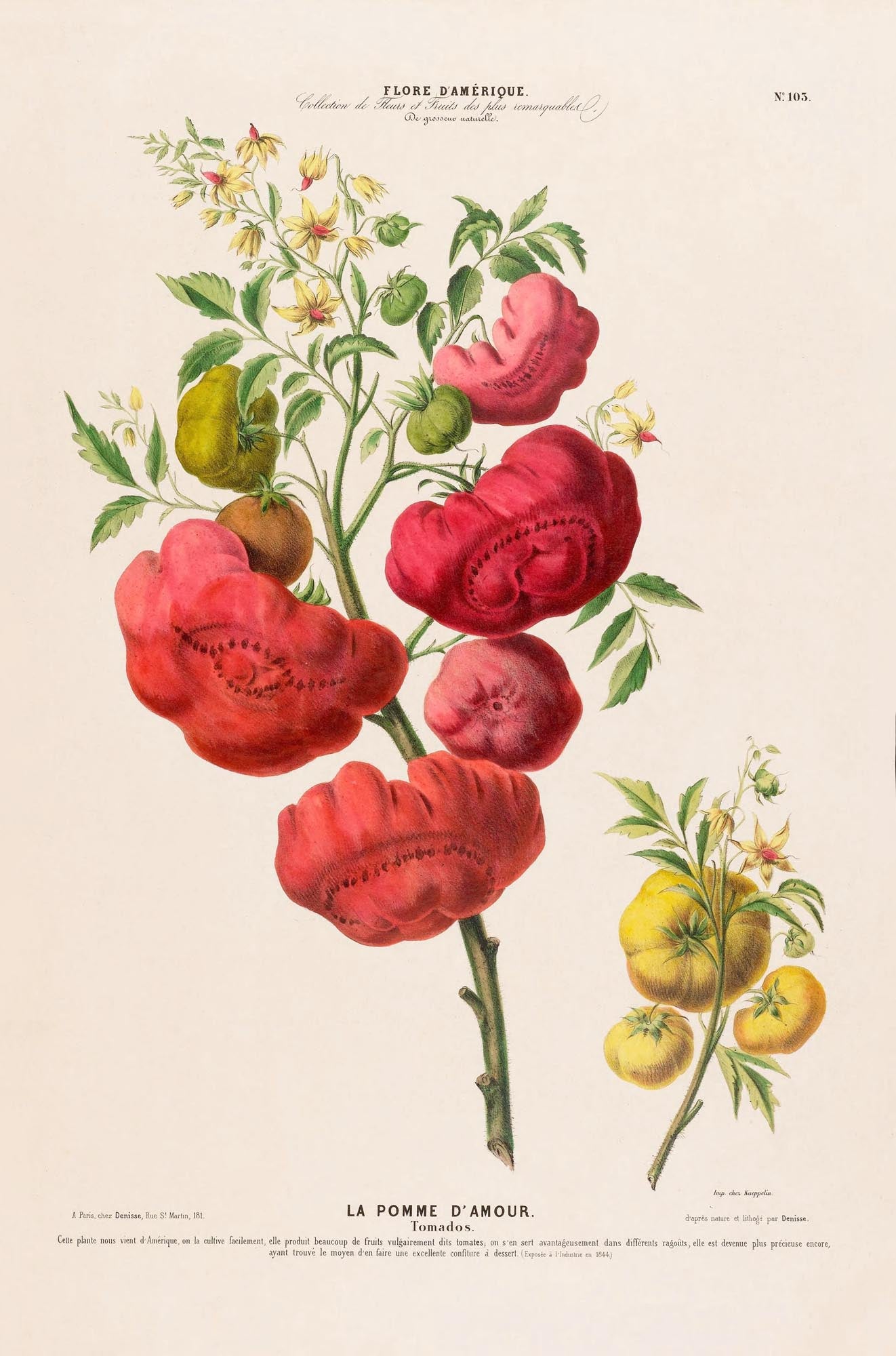 La Pomme d'Amour Botanical Poster