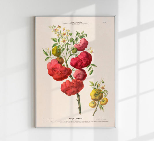 La Pomme d'Amour Botanical Poster