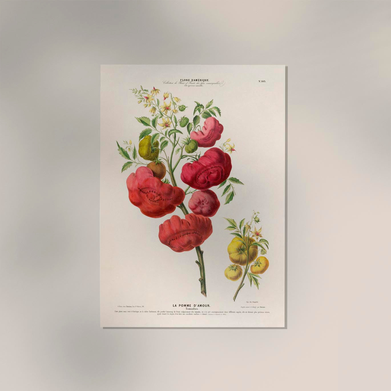 La Pomme d'Amour Botanical Poster