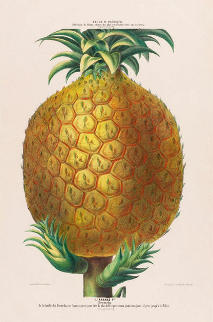 L'Ananas Botanical Poster