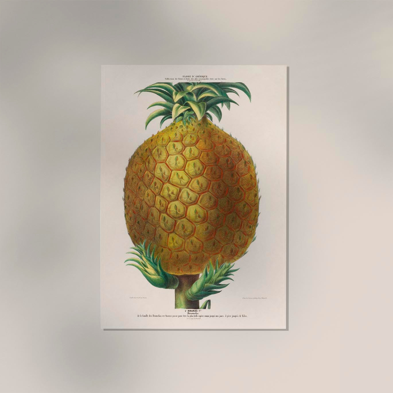 L'Ananas Botanical Poster