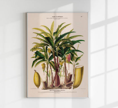 Les Bananiers Figues Botanical Poster