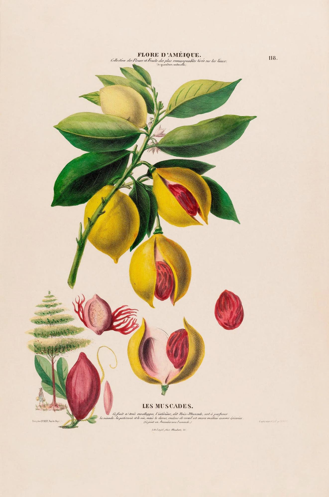 Les Muscades Botanical Poster