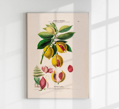 Les Muscades Botanical Poster