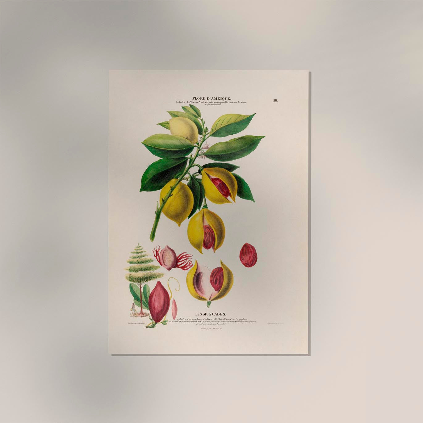 Les Muscades Botanical Poster