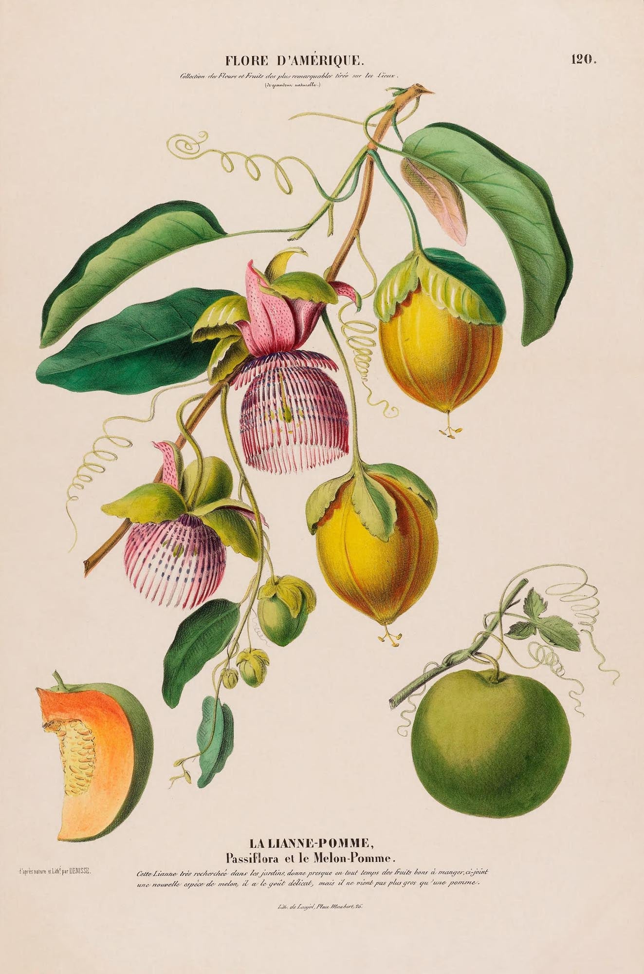 La Lianne Pomme Botanical Poster