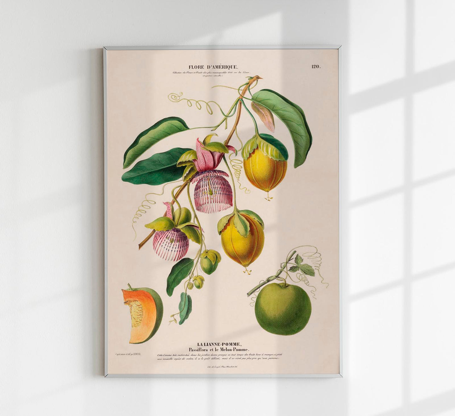 La Lianne Pomme Botanical Poster