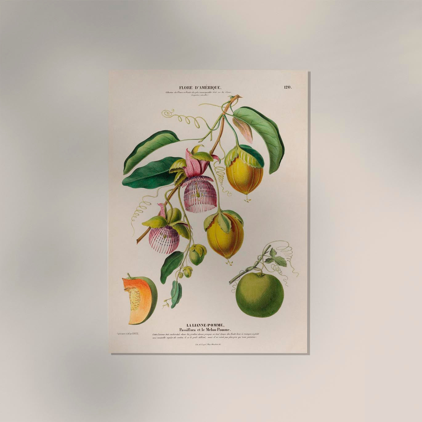 La Lianne Pomme Botanical Poster