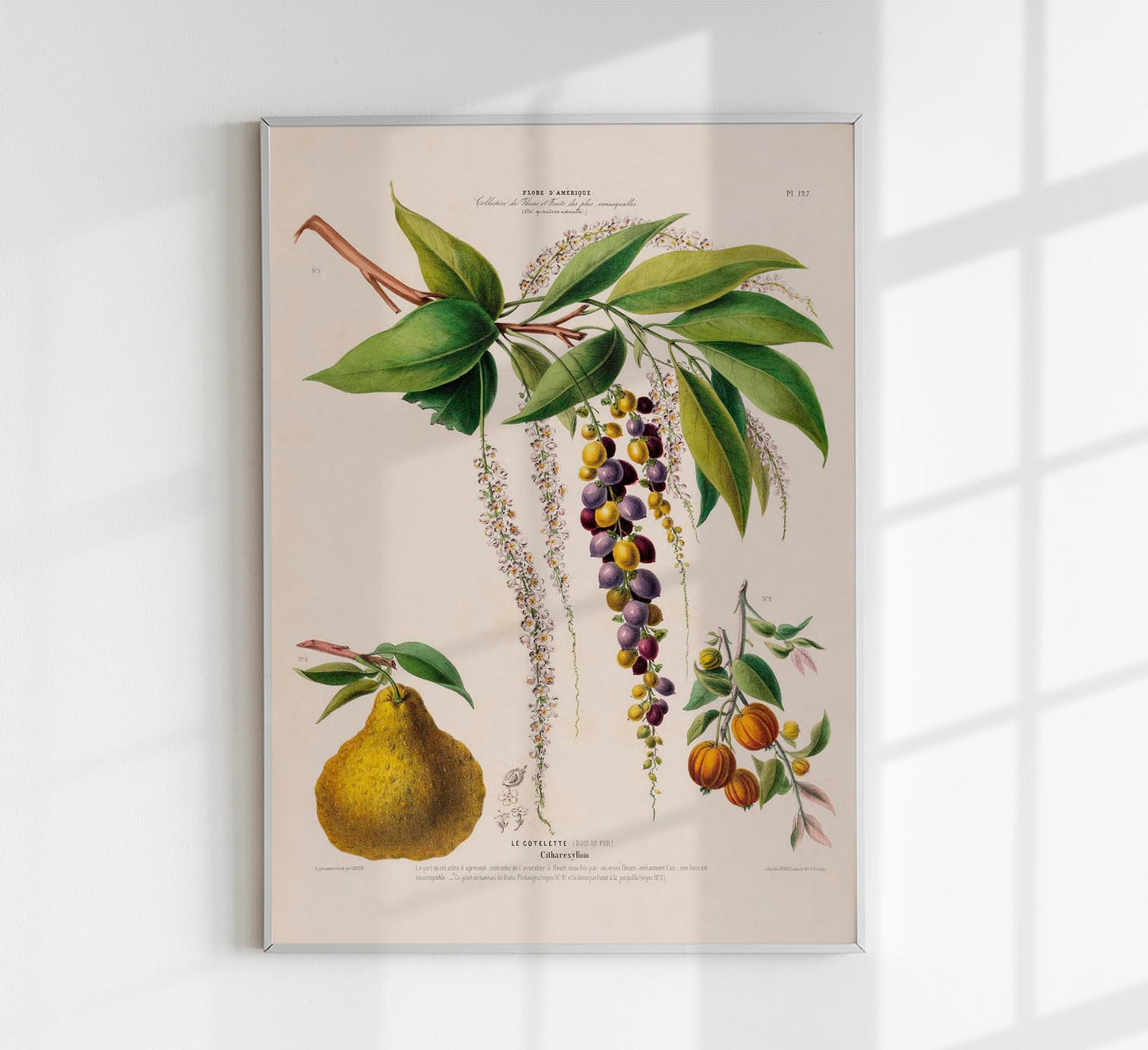 Le Cotelette Botanical Poster