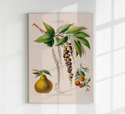 Le Cotelette Botanical Poster