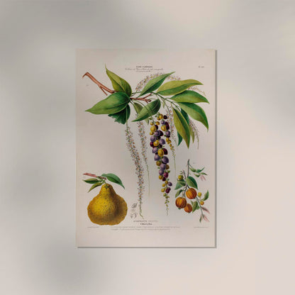 Le Cotelette Botanical Poster