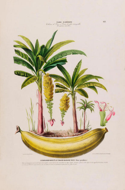 Le Bananier Musa Paradisica Botanical Poster