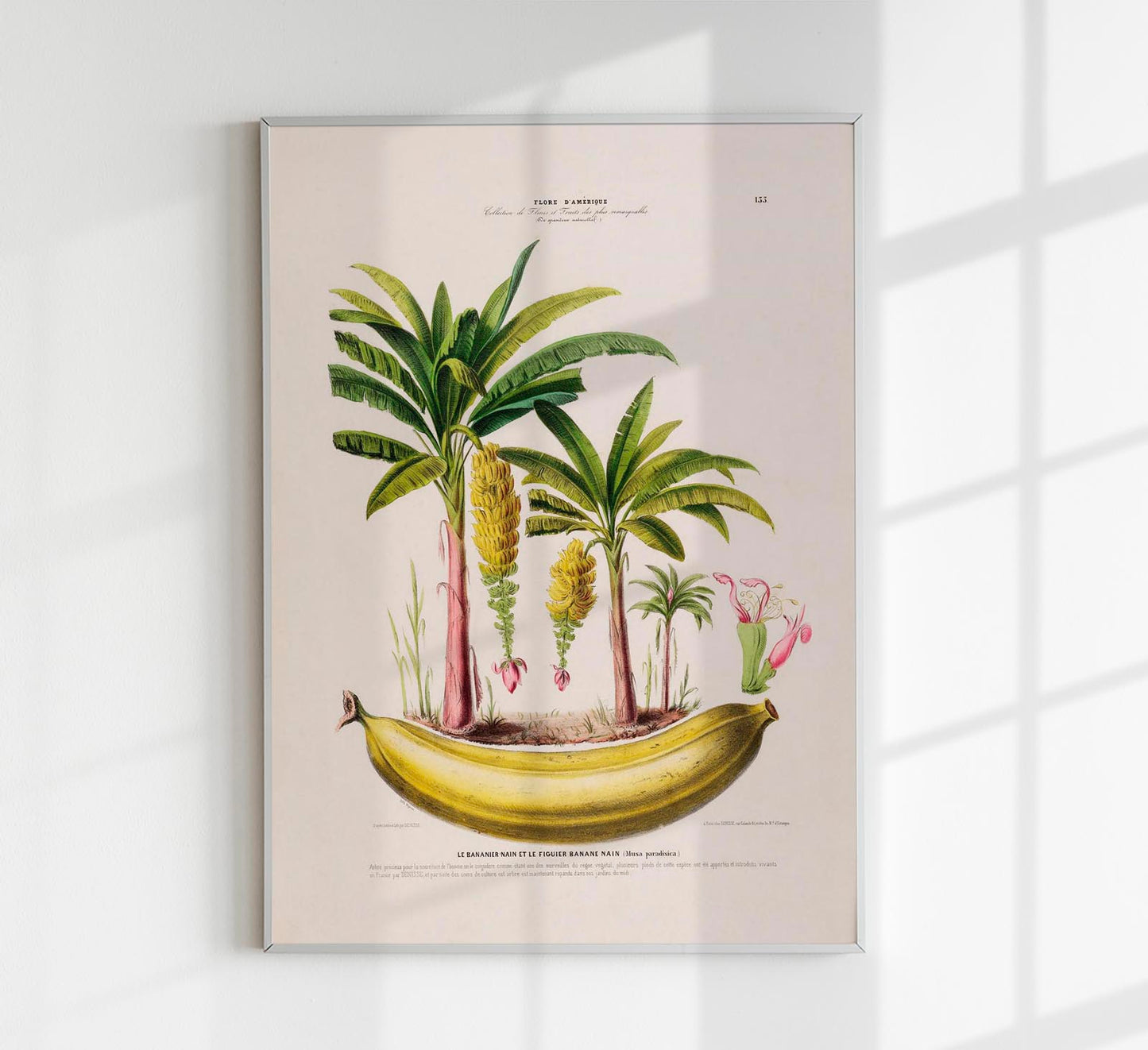 Le Bananier Musa Paradisica Botanical Poster