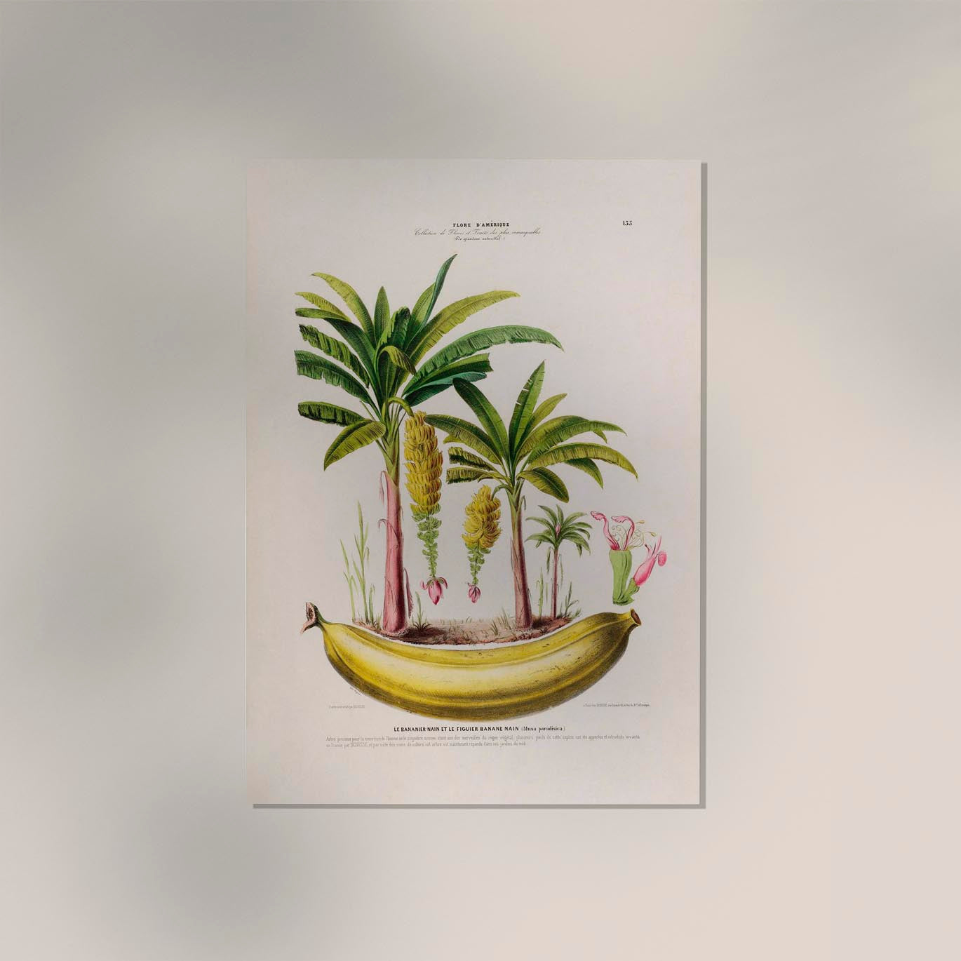 Le Bananier Musa Paradisica Botanical Poster