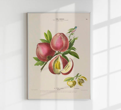 La Peche Botanical Poster