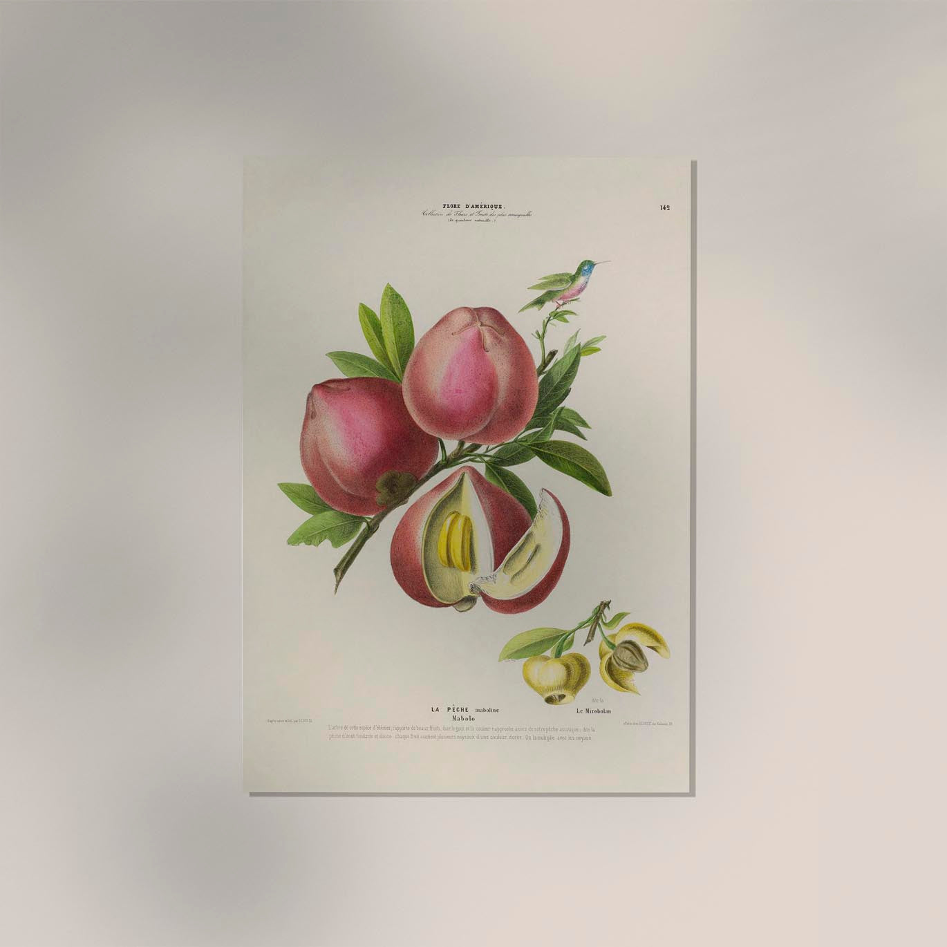 La Peche Botanical Poster