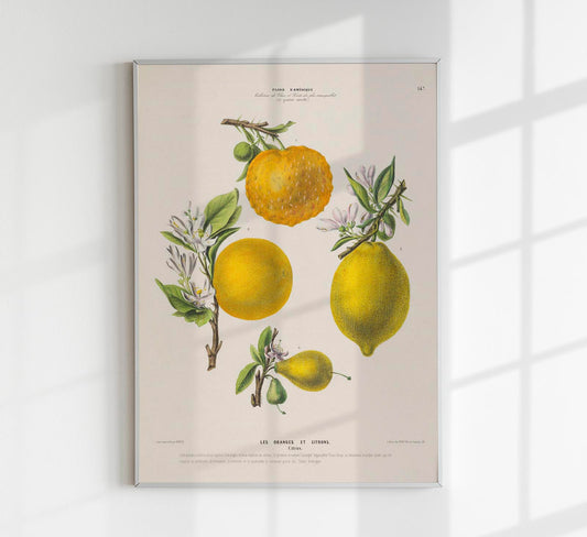 Les Oranges et Citrons Botanical Poster