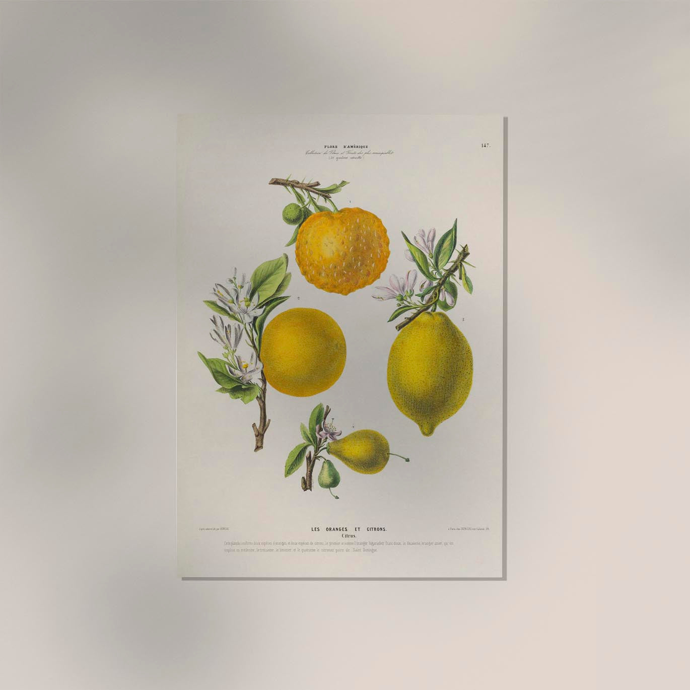 Les Oranges et Citrons Botanical Poster