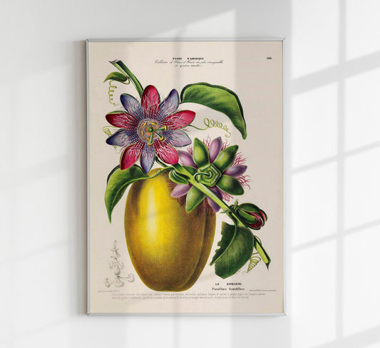 La Barbadine Passiflora Botanical Poster