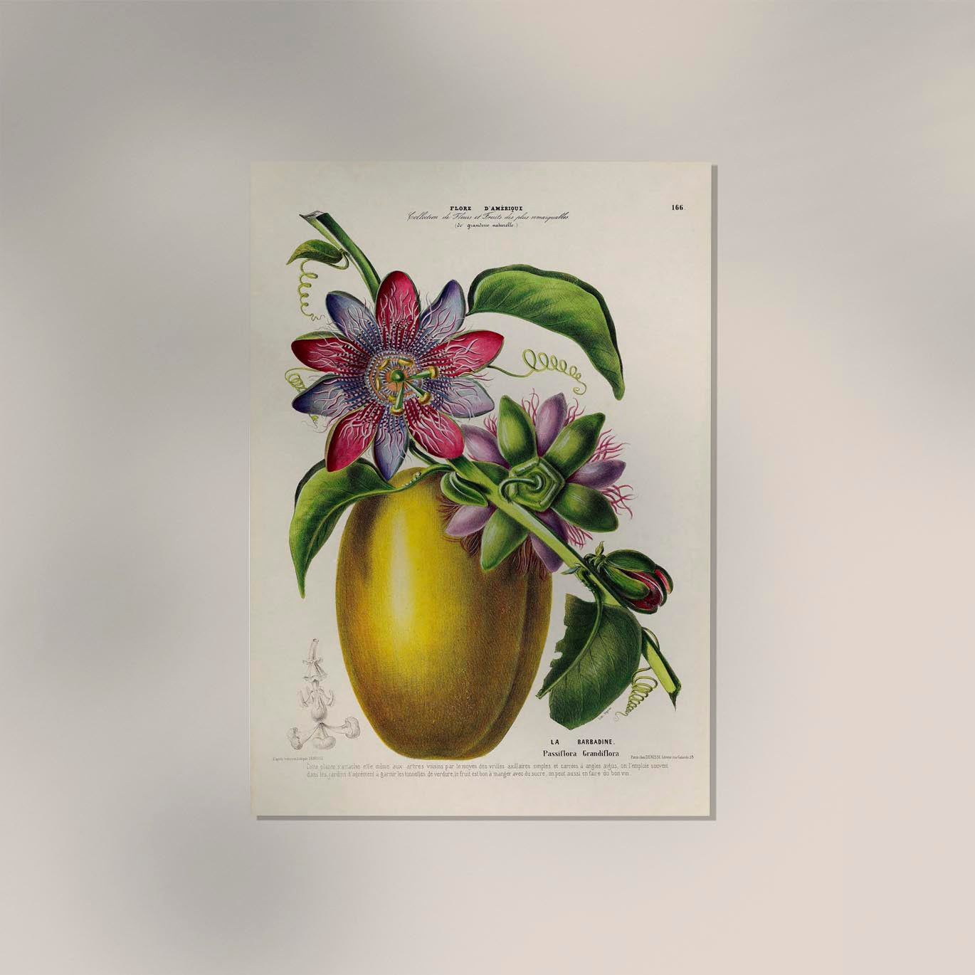 La Barbadine Passiflora Botanical Poster