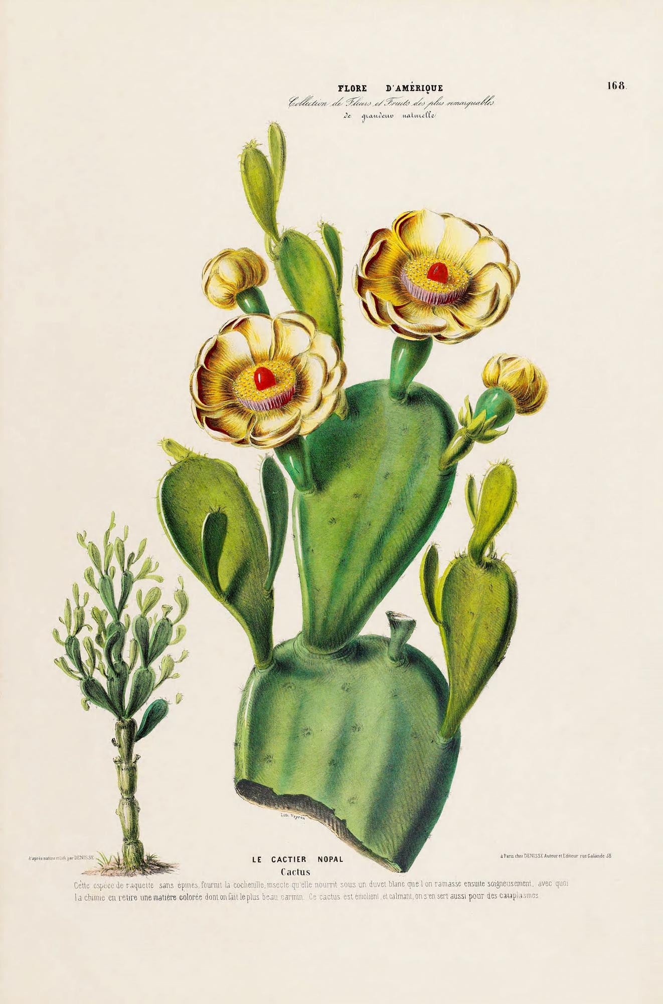 Le Cactier Nopal Botanical Poster