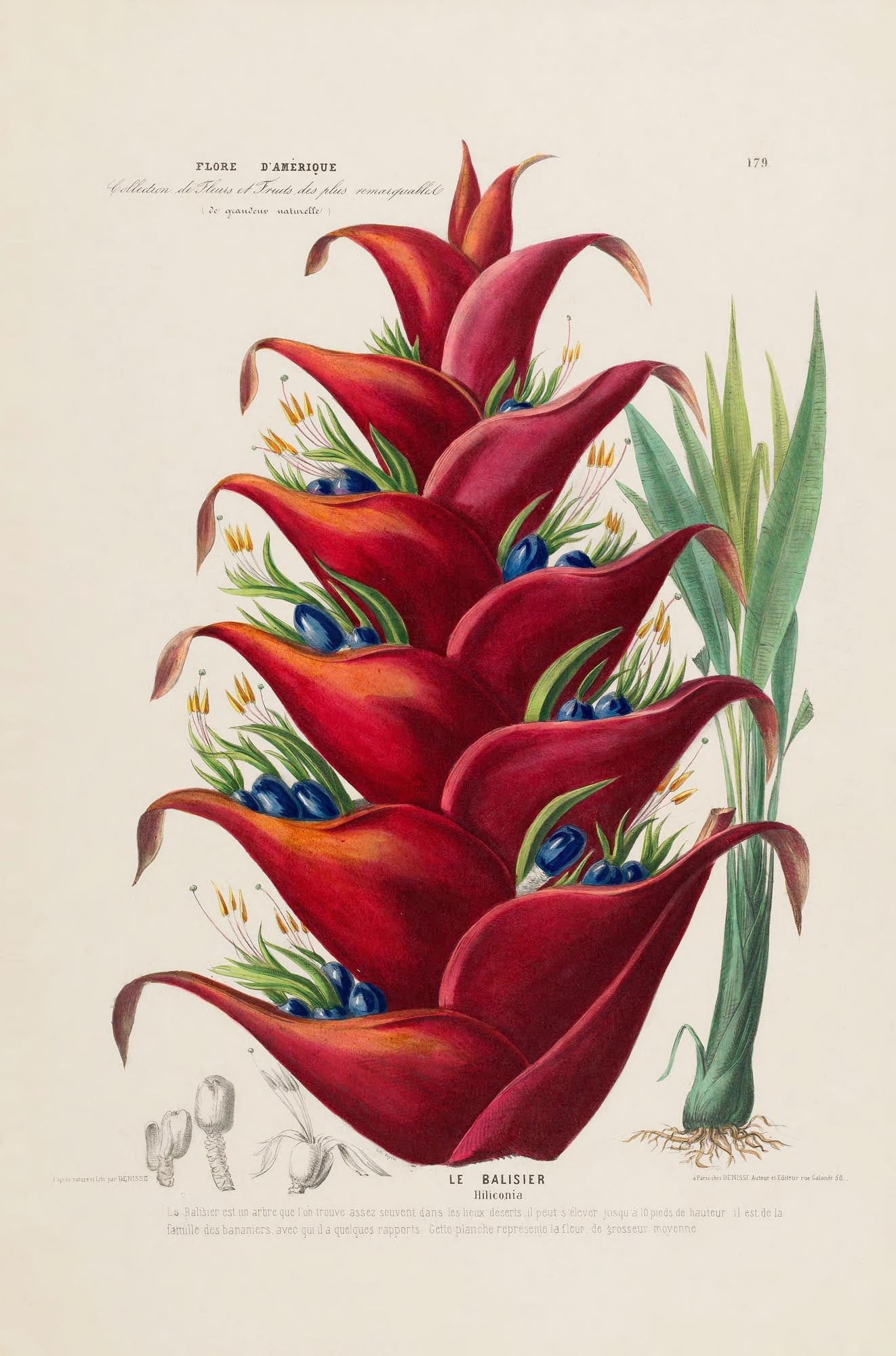 Le Balisier Botanical Poster