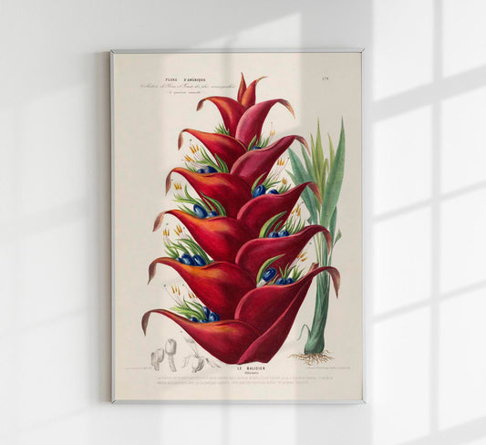 Le Balisier Botanical Poster