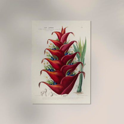 Le Balisier Botanical Poster