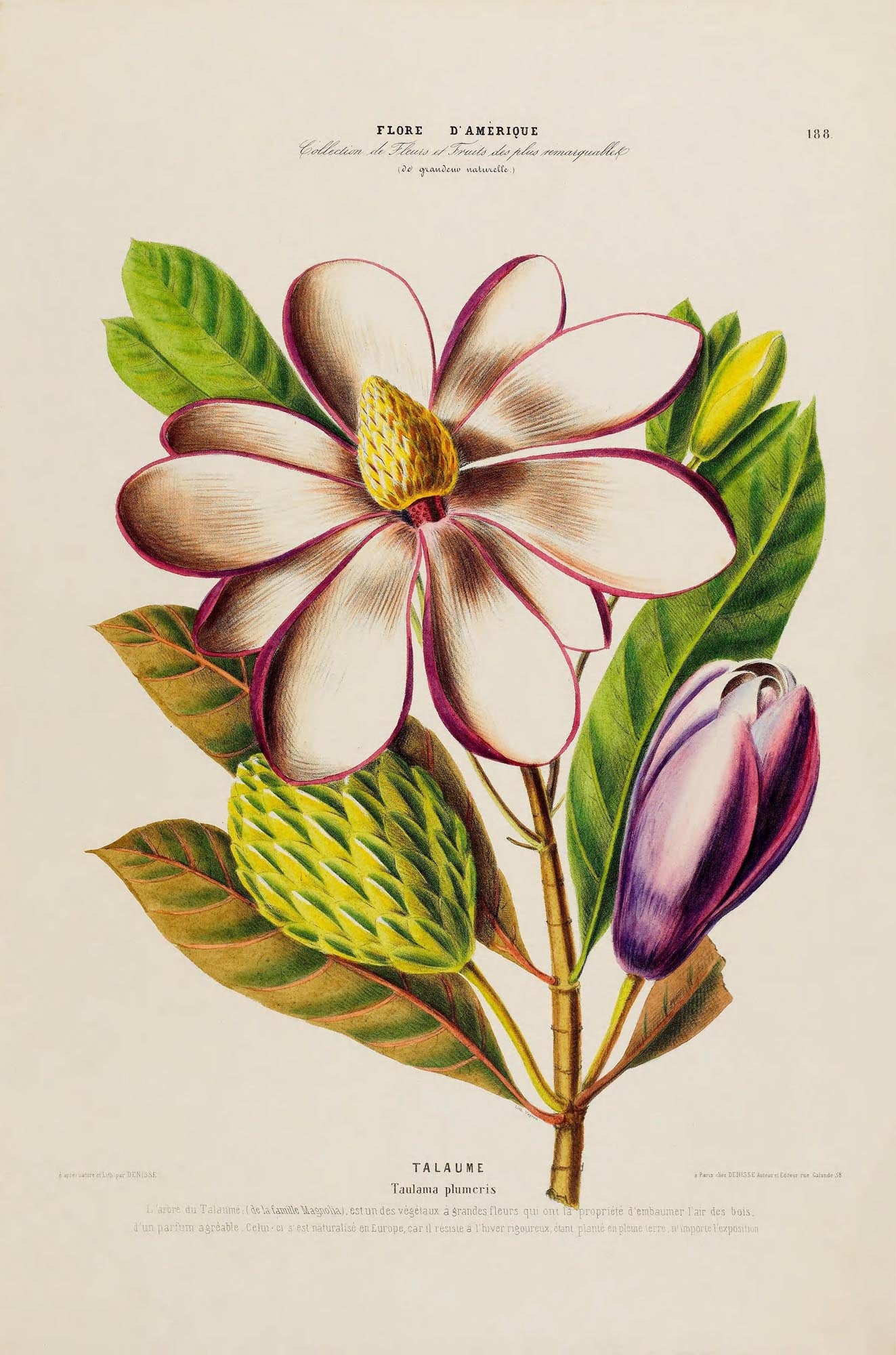 Talaume Botanical Poster