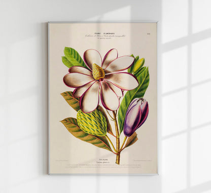 Talaume Botanical Poster