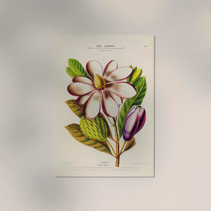 Talaume Botanical Poster